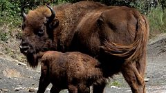 Reportajes Emisoras - León - Safari de bisontes en el Valle de Anciles - 27/08/21