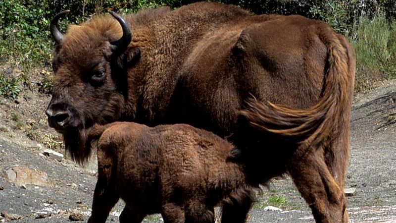 Reportajes Emisoras - León - Safari de bisontes en el Valle de Anciles - 27/08/21 - Escuchar ahora