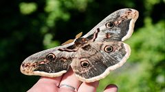 Animales y medio ambiente - Las mariposas más conocidas - 05/09/21