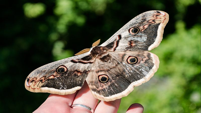 Animales y medio ambiente - Las mariposas más conocidas - 05/09/21 - Escuchar ahora