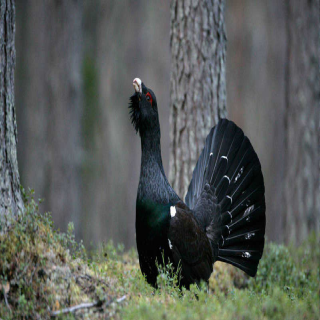 Animales y medio ambiente