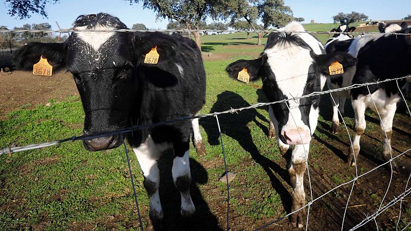 24 horas - ¿Cómo será el futuro del sector lácteo? - Escuchar ahora