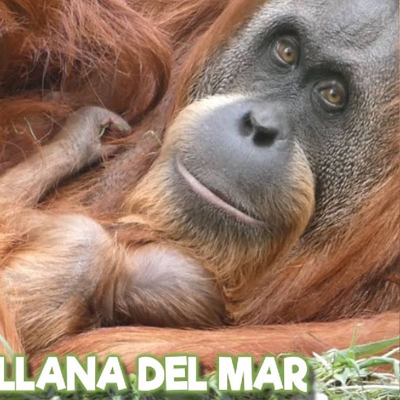 Animales y medio ambiente - Ayuda de los drones - 11/09/21 - Escuchar ahora