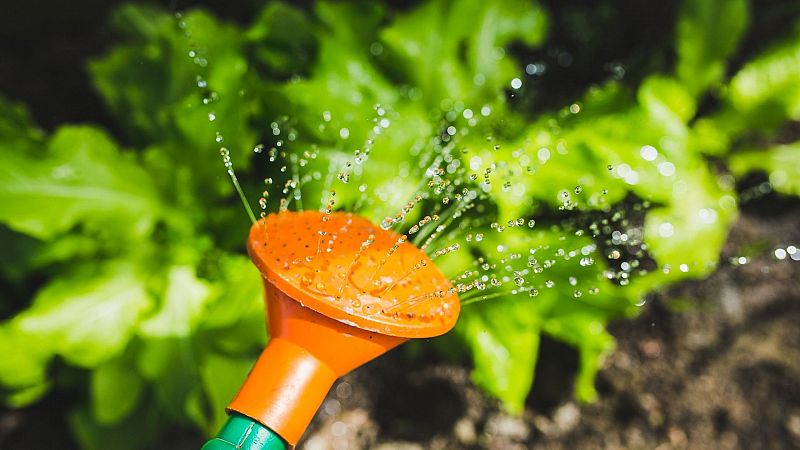 El gallo que no cesa - "De buena planta": Cómo regar nuestras plantas - Escuchar ahora