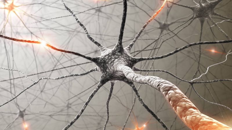 Sapiens - El cerebro, última frontera - 18/09/21 - escuchar ahora