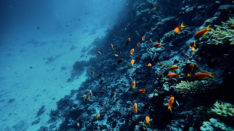Más cerca - "Es posible reconstruir la vida en el mar en 30 años" - Escuchar ahora
