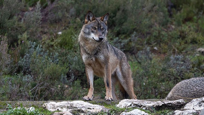 Boletines RNE - El Gobierno prohíbe la caza del lobo - Escuchar ahora