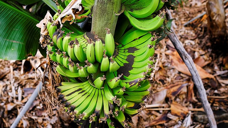 24 horas - La lava arrasa la industria platanera de La Palma - Escuchar ahora