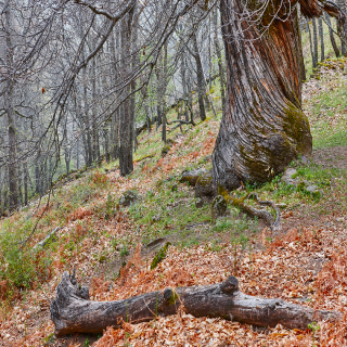 Caminantes