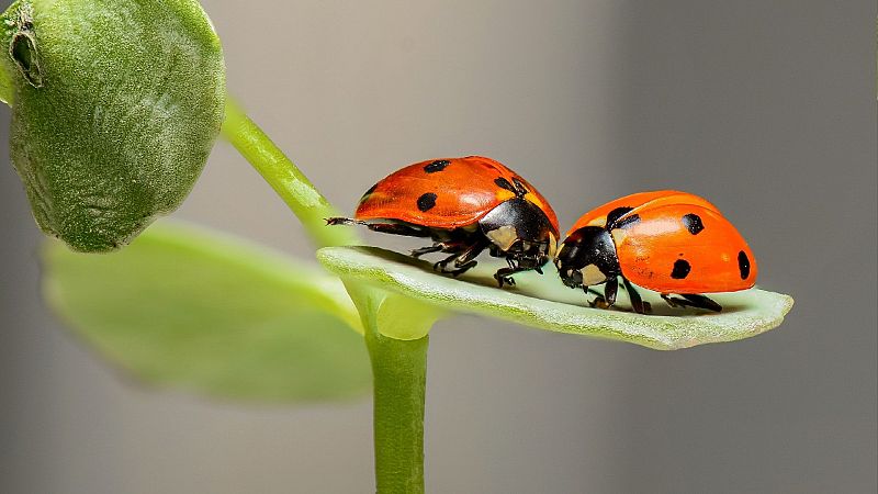 Animales y medio ambiente - La naturaleza se extingue - 02/10/21 - Escuchar ahora