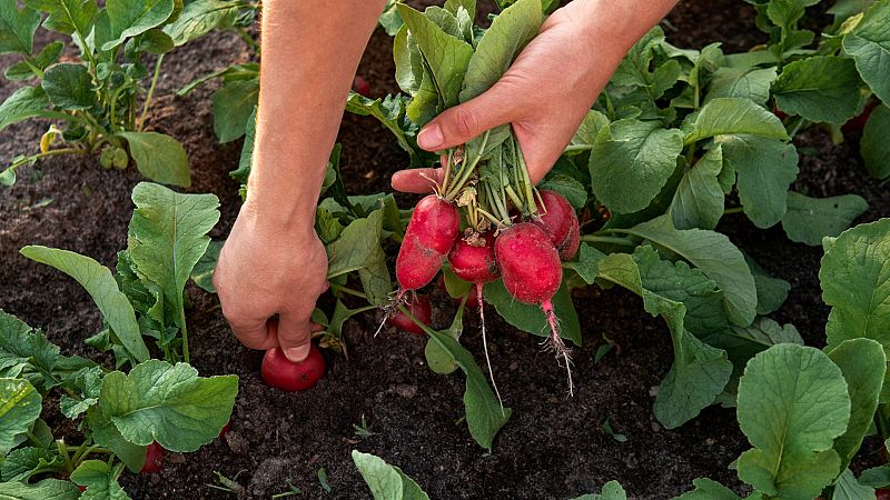 Más cerca - Agricultura ecológica - Escuchar ahora