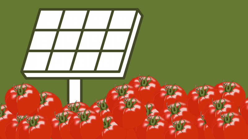 Tomates y paneles solares, una nueva simbiosis para la agricultura - Escuchar ahora