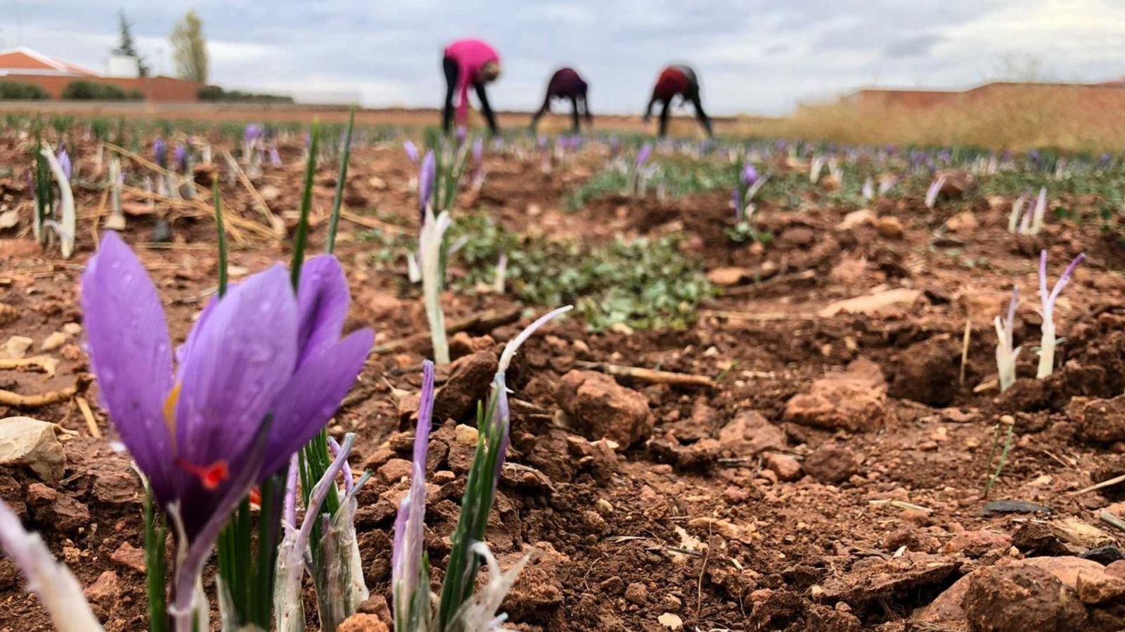 El gallo que no cesa - Tierra sin límites: El otoño entre azafrán, mosto y castañas - Escuchar ahora