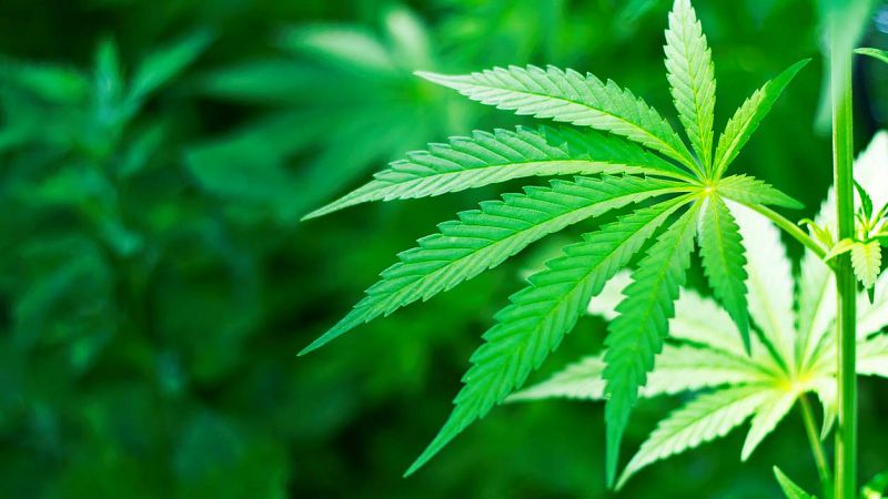 24 horas - La legalización del cannabis: pros y contras según la psiquiatría - Escuchar ahora