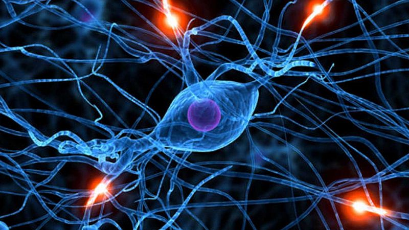 24 horas - Las neuronas se regeneran, como ha demostrado el CSIC - Escuchar ahora
