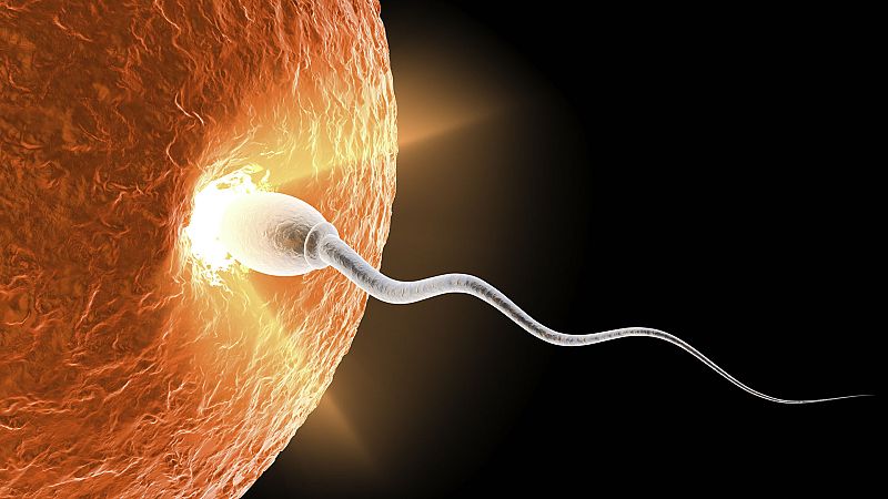 Artesfera - En busca de la fertilidad: un reto para muchas parejas - 22/10/21 - escuchar ahora