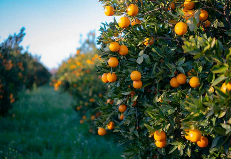 Más cerca - ¿Es competitiva una agricultura más ecológica? - Escuchar ahora