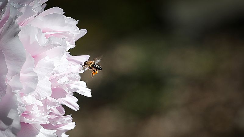 14 horas Fin de Semana - La crisis climática más allá del calor: Menos insectos que hace 30 años - Escuchar ahora