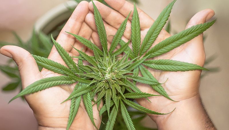 Los expertos apoyan el uso medicinal del cannabis - escuchar ahora