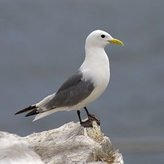 Españoles en la mar