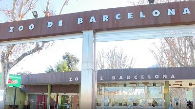 El Zoo de Barcelona serà multat per la mort de 9 aus durant el temporal Glòria