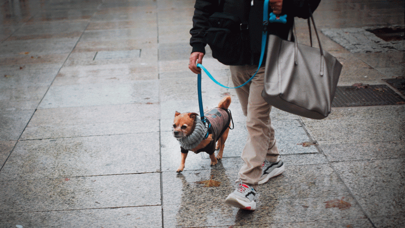 Las mañanas de RNE con Íñigo Alfonso - Entra en vigor la ley que considera a las mascotas miembros de la familia - Escuchar ahora