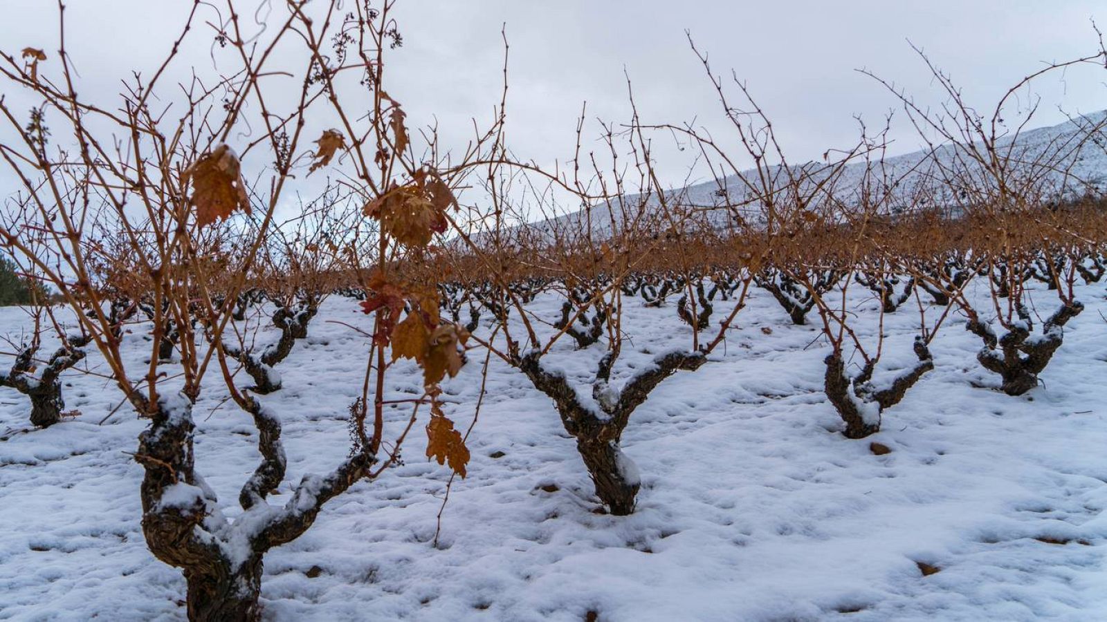 24 horas - 2021, el segundo año con más indemnizaciones de la historia - Escuchar ahora