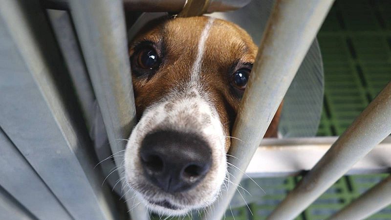 38 cadells de Beagle seran sacrificats per la UB i Vivotecnia