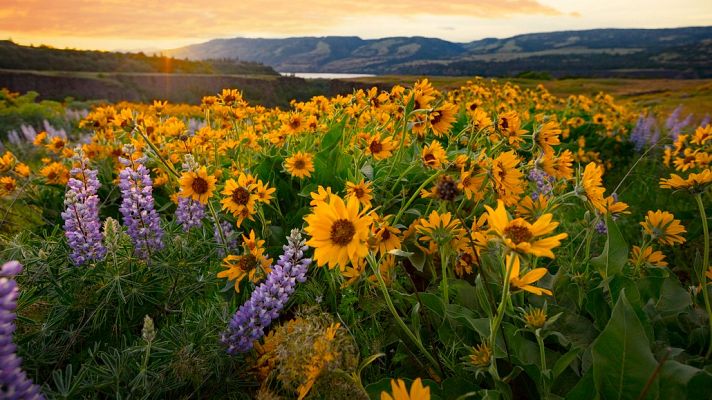 Gran repertorio - SCHUMANN: Sinfonía Primavera - 19/01/22 - escuchar ahora