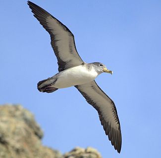 Españoles en la mar