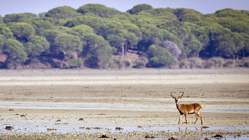 Crónica de Andalucía - Entrevista a WWF y Ecologistas en Acción - Escuchar ahora