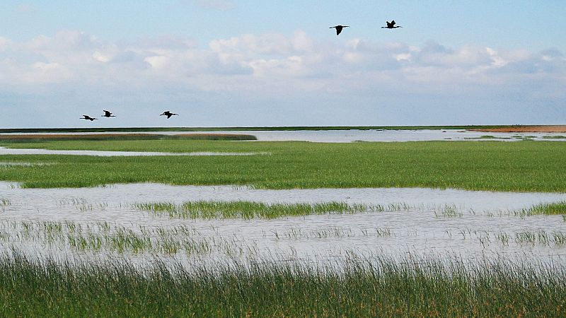 Más cerca - "Algunos humedales han perdido el 90% de su hábitat" - Escuchar ahora 
