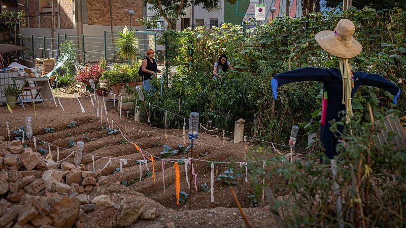 Vida Verda - Com han de ser els horts i jardins urbans? - Escoltar Ara