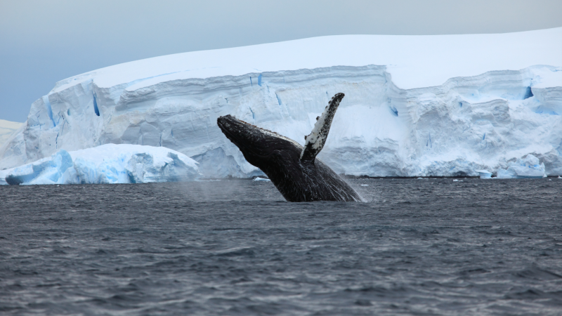 Boletines RNE - Islandia plantea poner fin a la caza de ballenas en 2024 - Escuchar ahora