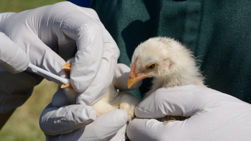 Mundo rural - Expansión de la gripe aviar en granjas españolas - 18/02/22 - Escuchar ahora