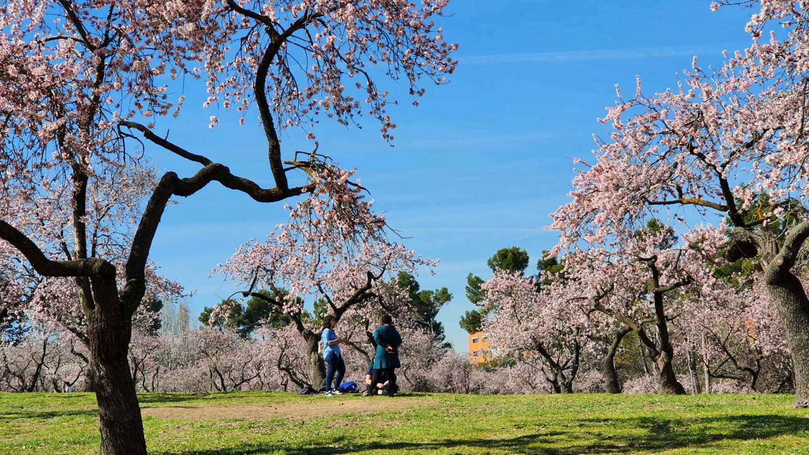El gallo que no cesa - El vuelo de la alondra: La floración precoz de los almendros - Escuchar ahora