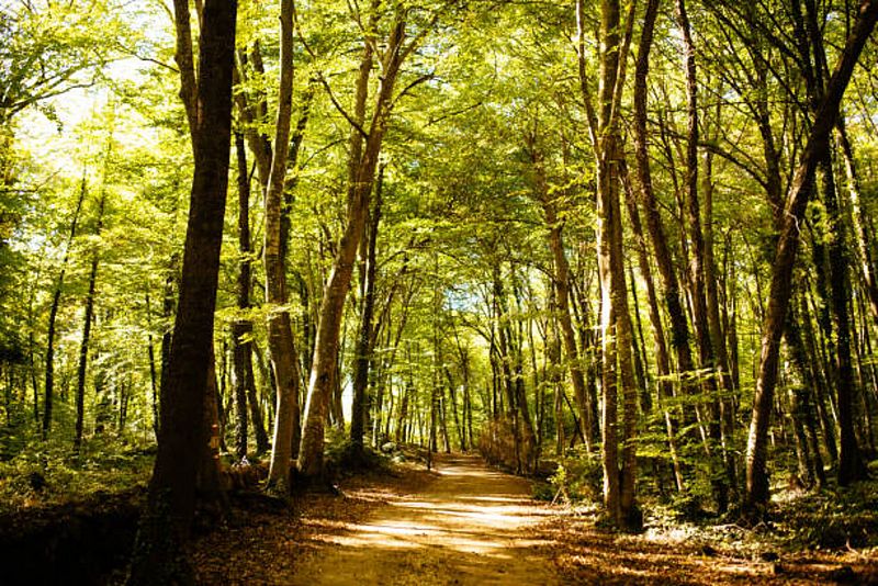 Más cerca - Palabra de ingeniero - La inteligencia de los bosques - Escuchar ahora