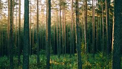 Gente despierta - Un poeta en París - La poesía, un bosque silvestre
