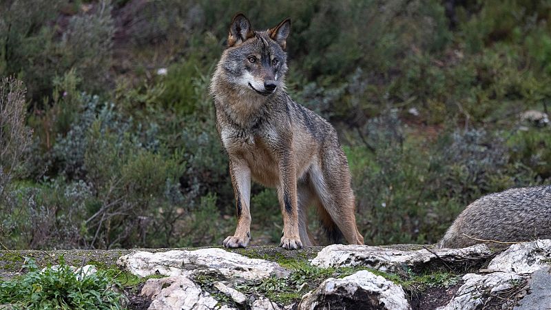 Más cerca - La protección del lobo ibérico, a debate - Escuchar ahora