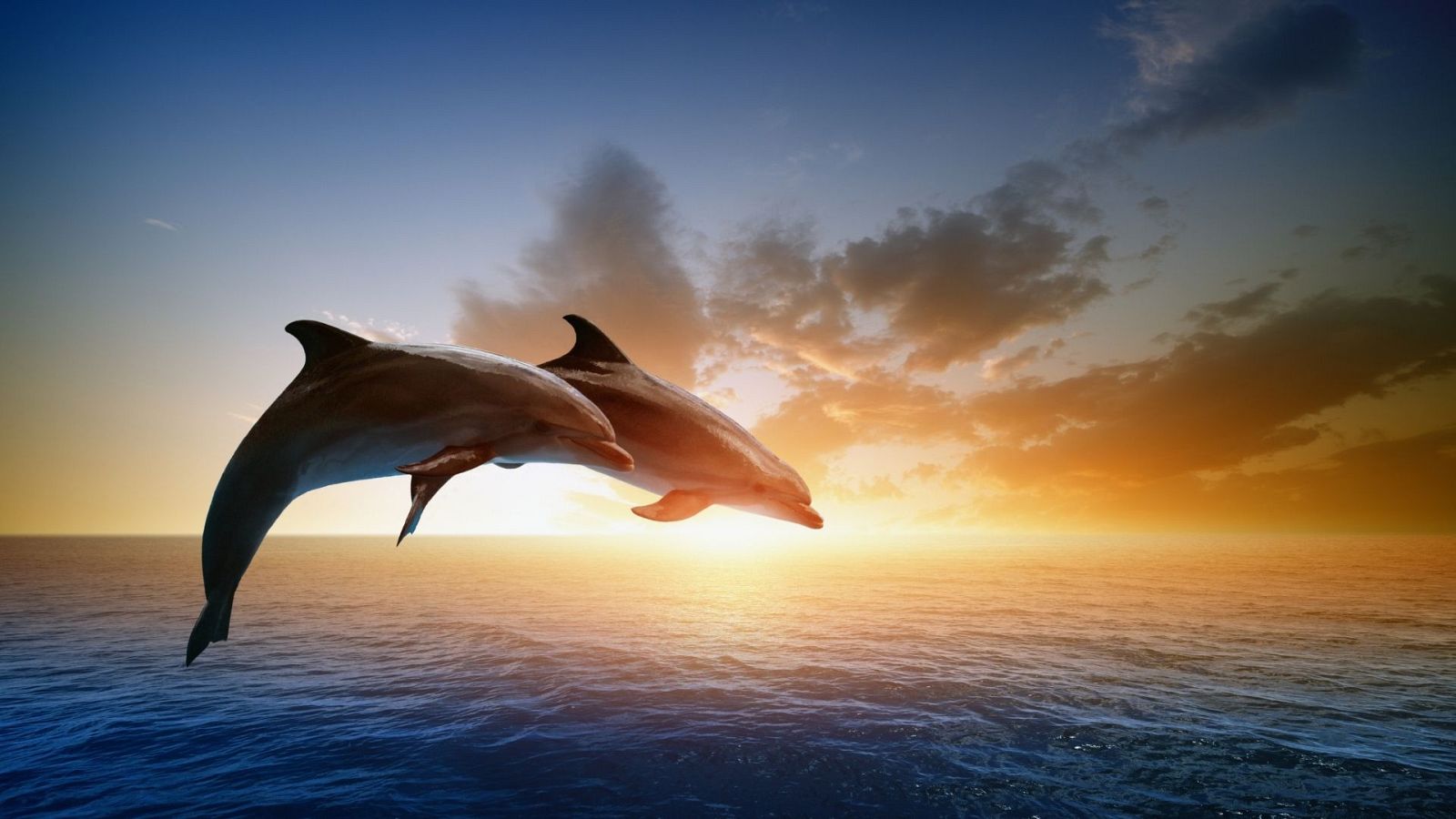 Las mañanas de RNE con Íñigo Alfonso - La Moderna I 'La vida anterior a los delfines' - Escuchar ahora 