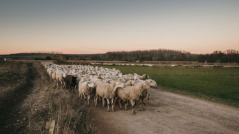 Más cerca - En defensa de las vías pecuarias de Castilla La Mancha - Escuchar ahora