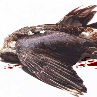 El gallo que no cesa