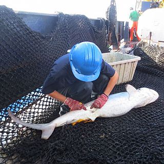 Españoles en la mar