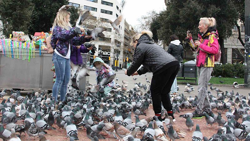 Barcelona aconsegueix reduir la població de coloms gràcies al pinso anticonceptiu