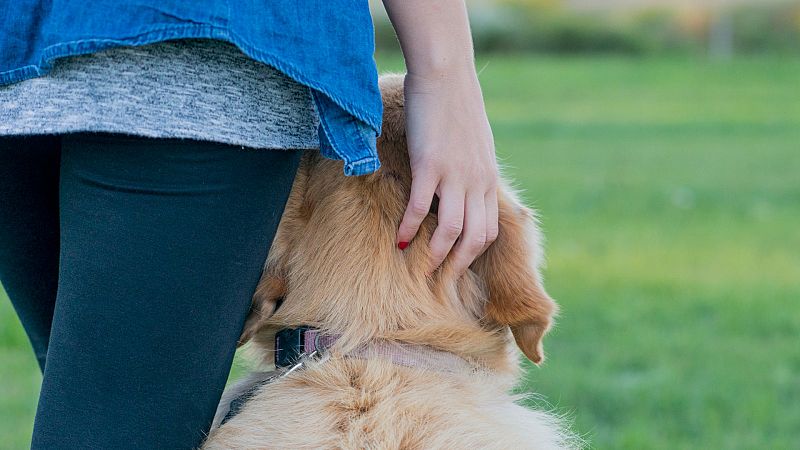 Las cuñas de RNE - Día Internacional del Perro Guía: 3.500 en España desde 1990, en 'Memoria de delfín' - escuchar ahora