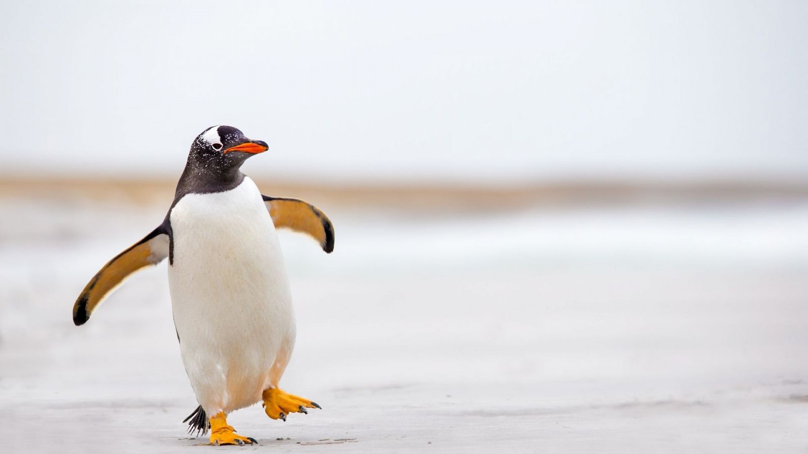 Reserva natural - Entre pingüinos y defensores del medio ambiente - Escuchar ahora