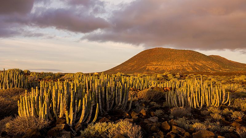 Nómadas - Sonora, un desierto lleno de vida - 30/04/22 - Escuchar ahora