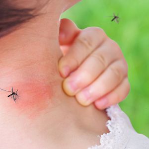 Memoria de delfín - Memoria de Delfín - Mosquitos: los animales más letales del mundo - Escuchar ahora