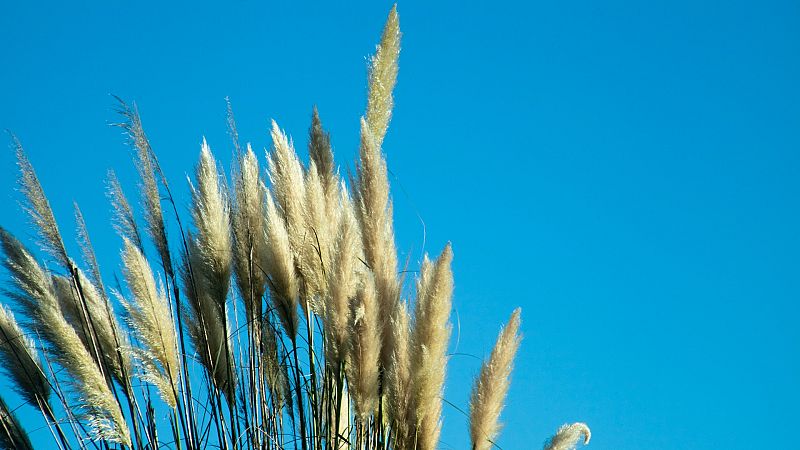 Más cerca - 4 años eliminando flora invasora que valen un premio - Escuchar ahora 