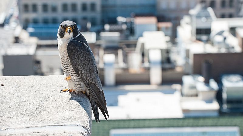 24 horas - Un paseo con Corominas: la fauna de las ciudades - Escuchar ahora